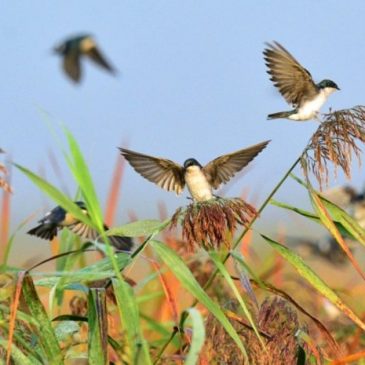 У птахів є своя “GPS-навігація”, щоб знаходити дорогу з абсолютно невідомих місць