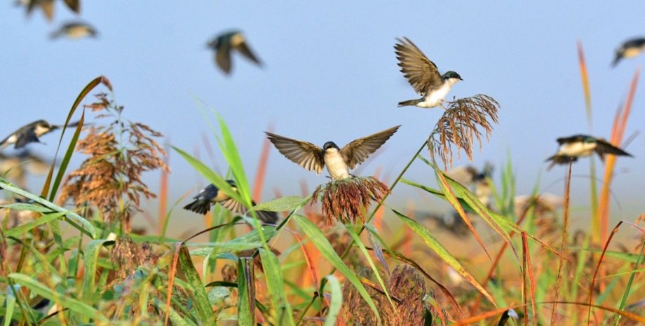 У птахів є своя “GPS-навігація”, щоб знаходити дорогу з абсолютно невідомих місць